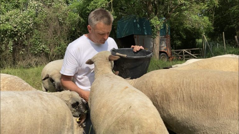 Was machen Schafe im Weinberg?